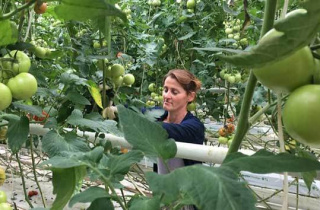 EBRD and EU help Georgian hydroponic farm expand