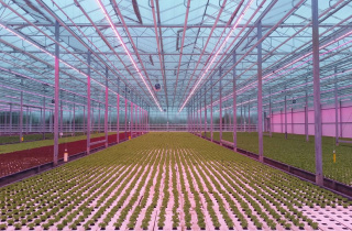 The green shoots of growth in Georgia: hydroponic farming with EU support