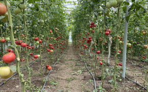 From Classroom to Greenhouse: Tomato farmer triples production with EU support